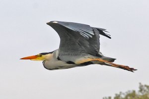 Heron fly by