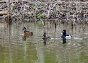 Ring-necked Ducks