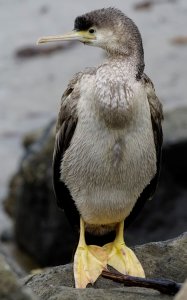 spotted shag