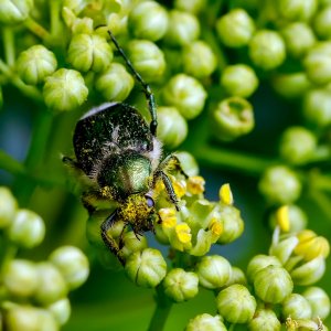 Emerald Flower Scarab