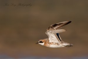 Lesser Sand Plover