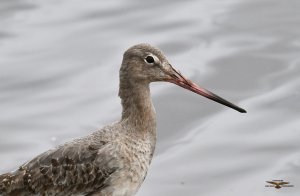 Black-tailed Godwit