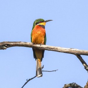 Little Bee-eater