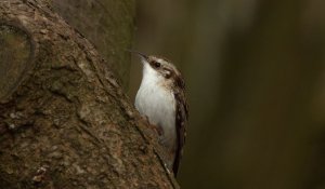 Treecreeper