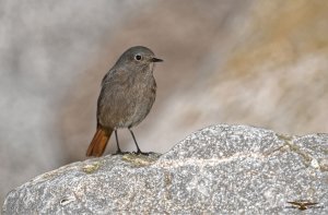 Black Redstart