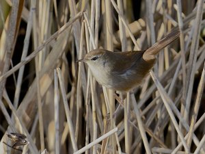 Cetti's Warbler