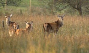 Young Stag & hinds.