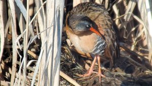 Virgina Rail and morning preening