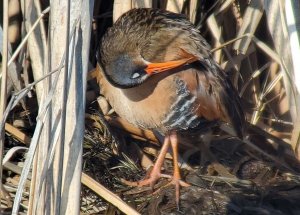 Another Virginia Rail preening shot