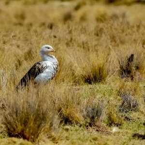 Andean Goose