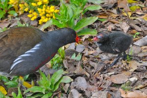 Springtime moorhens