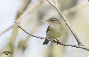 Chiffchaff