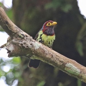 Yellow-billed Barbet