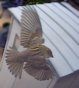 Sparrow flight