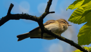 Chiffchaff