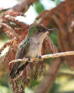 Antillean Crested Hummingbird female