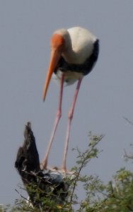 Painted Stork Adult