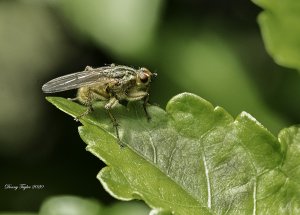 House Fly