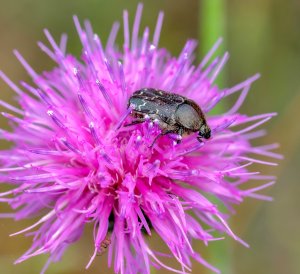 Dark Flower Scarab