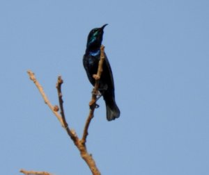 Purple Sunbird Male