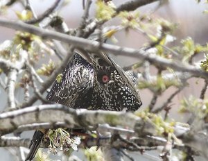 Starlings Rutting