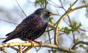 Common Starling Male