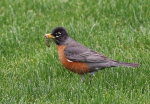 American Robin