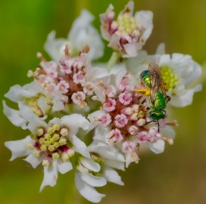 Green Metallic Sweat Bee (female)