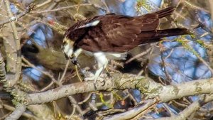 Osprey