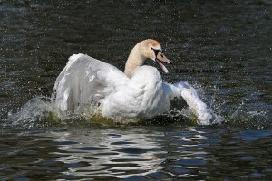 I love bath time.