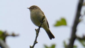 chiffchaff (Phylloscopus collybita)