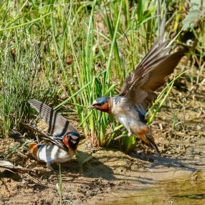 Cliff Swallows