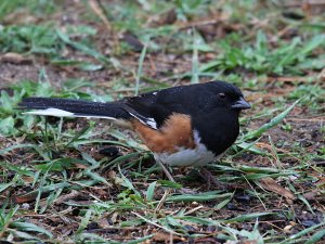 Eastern Towhee male