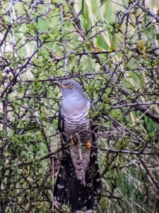 Common Cuckoo
