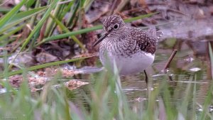 Solitary Sandpiper