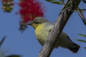 Baby Sunbird