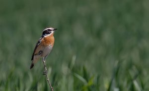 Whinchat