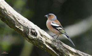 Chaffinch