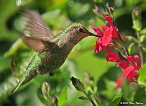 Anna's Hummingbird, female at Salvia