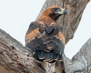 Wedge-tailed Eagle (imm)
