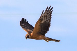 Pallid Harrier