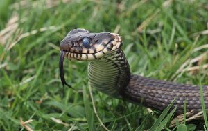 Grass Snake