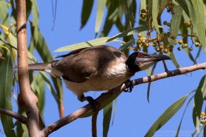 Noisy Friarbird