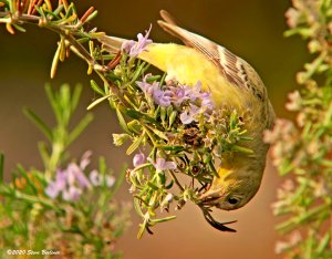 Lesser Goldfinch at flower