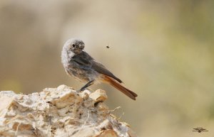 Black Redstart