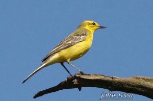 yellow wagtail