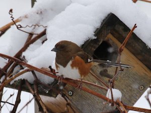 Eastern Towhee female