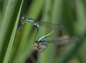 Blue-tailed Damselflies mating