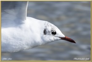 Black-headed Gull