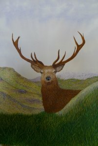 Red Deer